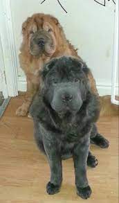 Blue Isabella Color Bear Coat Shar Pei Bear Coat Shar Pei Wrinkly Dog Shar Pei Puppies