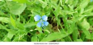 Image result for Commelina latifolia