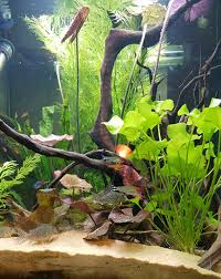 Chillen Auf Dem Tigerlotus Tigerlotus Aquaristik Aquarien