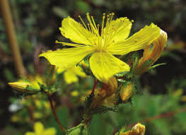 Image result for Hypericum peplidifolium