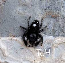 Found this adorable Phidippus audax on my wall today with a heart shaped  spot on his butt! 😍 (North Texas) : rspiders
