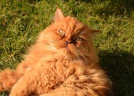 Ada 5 jenis kucing persia yang ada di dunia yaitu persia flatnose, peaknose, himalaya, medium, dan namun, kalian dapat melihat perbedaanya dengan cara melihatnya dari samping muka. Berternak Kucing Persia Medium Dan Peaknose Kucing Persia