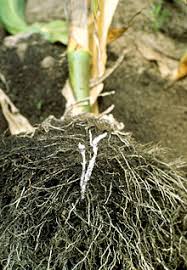 Parasitic Plant Wikipedia
