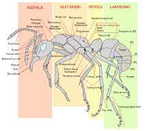 Bersyukur sebagai ciptaan tuhan 2. Semut Wikipedia Bahasa Indonesia Ensiklopedia Bebas