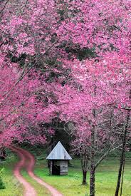 Maybe you would like to learn more about one of these? Cabana En El Bosque De Color Rosa Fotos Retratos Imagenes Y Fotografia De Archivo Libres De Derecho Image 45524069