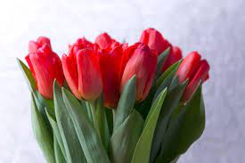 Learn All About Each Tulip Color Meaning Petal Talk Red Tulips Bouquet Tulip Colors Red Tulips