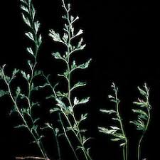 Image result for Polyphlebium