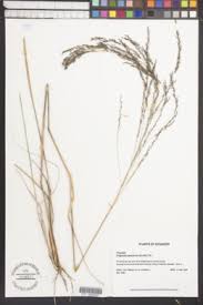 Image result for Eragrostis patentipilosa