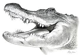 American Alligator Pencil Sketch By Gregchapin On Deviantart Alligators Art Animal Drawings American Alligator