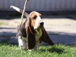 It's also free to list your available puppies and litters on our site. Basset Hound For Sale Basset Hound Puppies