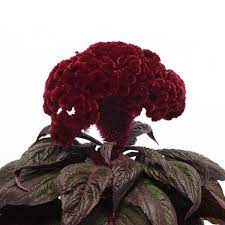 Celosia Dracula Fiddle Leaf Fig Care Summer Plants Border Plants