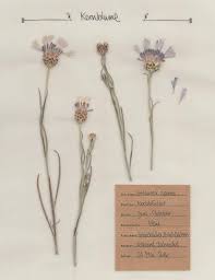 Kornblume Pflanzenportrait Digitales Herbarium Pflanzen Kornblume Blumen Pressen