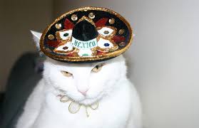 .cats 27 comments on 165+ best orange cat names: Mexican Cat Names 130 Fablous Ideas Find Cat Names