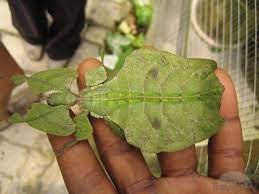 Insect That Looks Like A Leaf Insects Amazing Nature Leaves