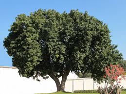 Image result for Meliaceae