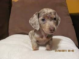 Black And White Dachshund For Sale Isabella Dachshunds For Sale Adoption Dachshund Pictures Dachshund Puppies Dapple Dachshund