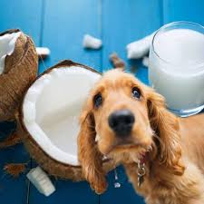 Even a person would not feel too well after downing a glass of coconut milk. Can Dogs Drink Coconut Milk Health Benefits Guide Oodle Dogs