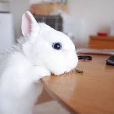 Ekdikisis 123.567 views5 year ago. The Varieties And Genetics Of White Rabbits Breadbox Farm