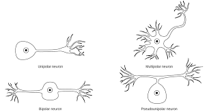Check spelling or type a new query. Biology Animal Structure And Function The Nervous System Neurons And Glial Cells Oer Commons