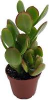 Image result for Crassula zombensis