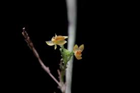 Image result for Microglossa densiflora