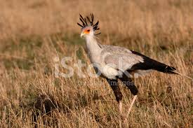 Oiseau Secretaire Sauvage Sur La Savane Africaine Photos Freeimages Com Vous pouvez trouver ces animaux fabuleux de l'afrique du sud au kenya et du kenya au mali. savane africaine