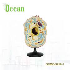 Check spelling or type a new query. Biological Plastic Animal Cell Model Model Of Plant Cell Buy Hot Sale The Model Of Plant Cell For Teaching School Teaching Supplies Plant Cell Anatomic Microstructure Model Medical Teaching Model Of Animal Cell Connection