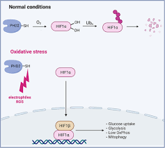 HIF1, HSF1, and NRF2: Oxidant-Responsive Trio Raising Cellular Defenses and  Engaging Immune System | Chemical Research in Toxicology