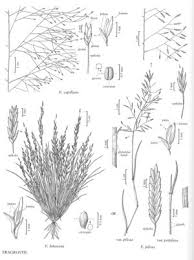 Image result for Eragrostis pilosa