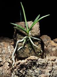 Image result for Angraecum cultriforme