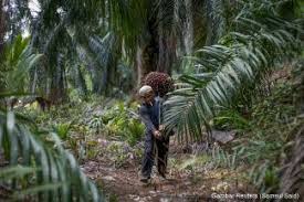 Видео peneroka felda tukar profession jadi penternak ikan ?? Felda Fgv And The Politicians Have Failed The Smallholders Dagang News
