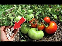 можно ли сажать помидоры по два в лунку видео Dajte Vashim Pomidoram Eti Tabletki Dlya Bystrogo Lecheniya Fitoftory Trihopol Ot Fitoftoroza Youtube Pomidory Posadka Ovoshej Ogorod