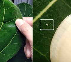 Without control spider mites cause extensive plant injuries. Spider Mites House Plant Journal