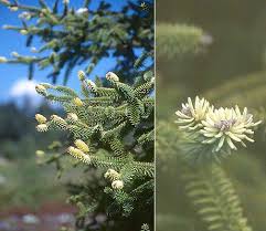 Although a golden form, abies pinsapo 'aurea' is hardier than the species. Abies Pinsapo Aurea Landscape Plants Oregon State University