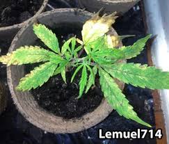 Résultat de recherche d'images pour "cannabis leaf"
