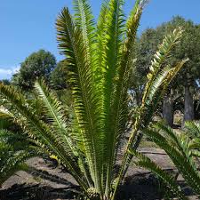 Image result for Encephalartos gratus