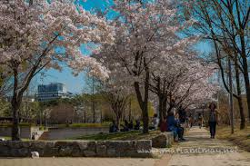 Pandas will also spawn here as of 1.14. Seoul Forest Park Cherry Blossoms Deer Farm And Tulips Maria In South Korea