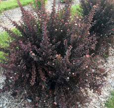 Maybe you would like to learn more about one of these? Physocarpus Opulifolius Sweet Cherry Tea Plants Nouveau