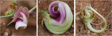 Image result for Vigna reticulata