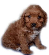 Best cavapoo breeders specializes in red, red/white, and blenheim (white with apricot markings) cavapoos. Best Cavapoo Breeders