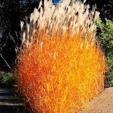 Image result for Miscanthus violaceus