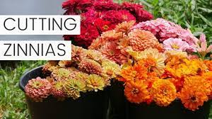 Cutting Zinnia Flowers Tips For Picking Zinnias As Cut Flowers Dahlia Bloom Update Youtube