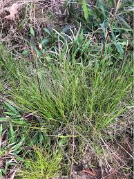 Image result for Sacciolepis spiciformis
