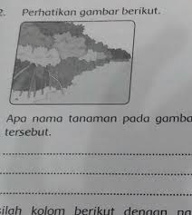 Apa Nama Tanaman Pada Gambar Diatas Tuliskan Ciri Ciri Dari Tanaman Tersebut Plis Jawab Y Brainly Co Id