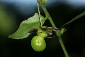 Image result for Brackenridgea