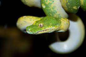 Happy World Snake Day Meet Our Green Tree Python This Species Is Completely Arboreal Due To Their Color They Are Almost Inv Snake Facts Columbus Zoo Animals