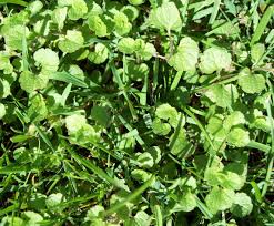 Unkraut im rasen verhindern und bekämpfen. Welches Unkraut Uberwuchert Hier Meinen Rasen Pflanzenbestimmung Pflanzensuche Green24 Pflanzen Garten Forum