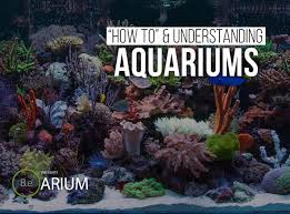 A Step By Step Aquarium Care Guide Learn About Aquaria And How To Build And Maintain One Diy Aquariums Aquarium Plants For Hanging Baskets Diy Moss Terrarium
