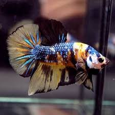 Pin On Beautiful Betta Fish