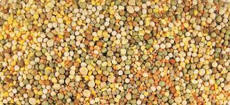 Animals commercial concessions personal planning, building and roads events finance rates waste services children and family services other tourism. Western Australia S Seed Import Requirements Agriculture And Food
